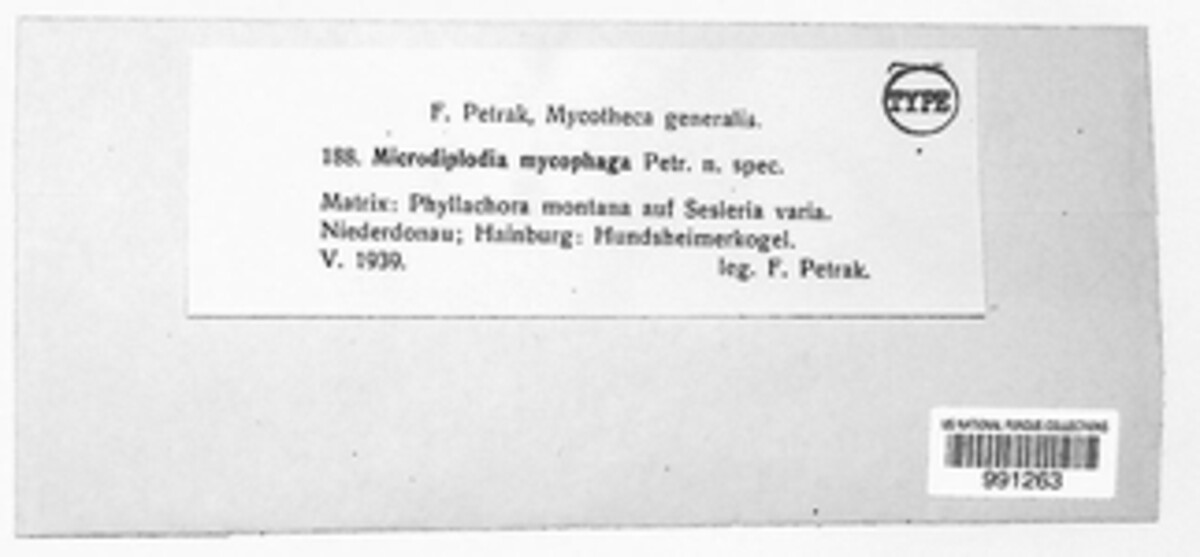 Microdiplodia mycophaga image